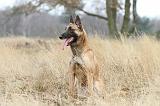 MALINOIS 696